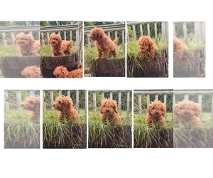 Poodle (Toy) Puppy for sale in DUBUQUE, IA, USA