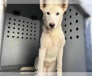 Siberian Husky Dogs for adoption in Downey, CA, USA