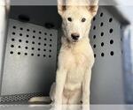 Small Siberian Husky