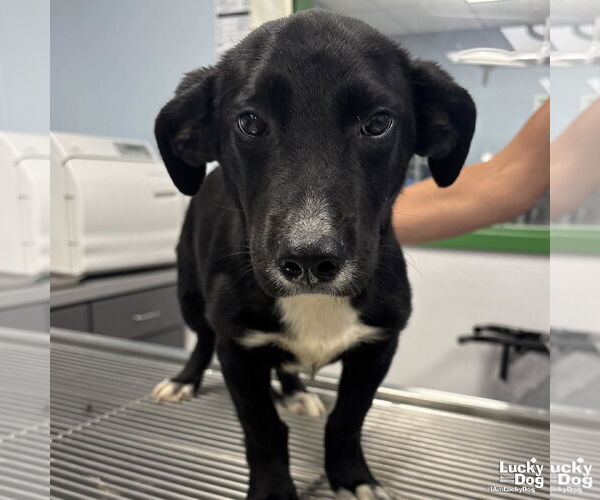 Medium Photo #2 Dachshund-Labrador Retriever Mix Puppy For Sale in Washington, DC, USA