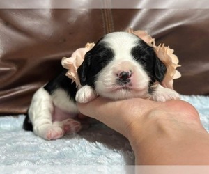 Cavapoo Puppy for sale in CAMPBELLSVILLE, KY, USA
