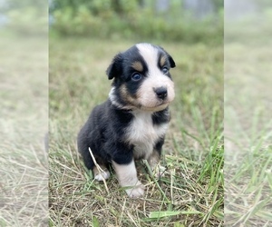Australian Shepherd Puppy for sale in LODA, IL, USA