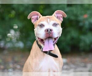 Boxer-Unknown Mix Dogs for adoption in Tavares, FL, USA