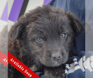 Golden Retriever-Unknown Mix Dogs for adoption in Huntley, IL, USA