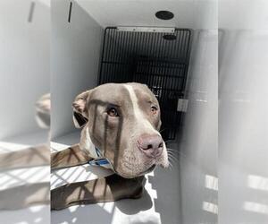 American Pit Bull Terrier-Unknown Mix Dogs for adoption in Houston, TX, USA