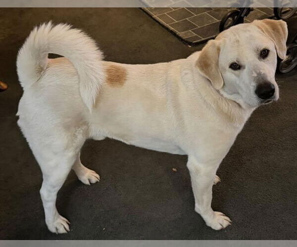 Medium Photo #2 Labrenees Puppy For Sale in Cookeville, TN, USA