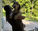 Small #16 Great Dane