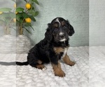 Small #2 Bernedoodle (Miniature)
