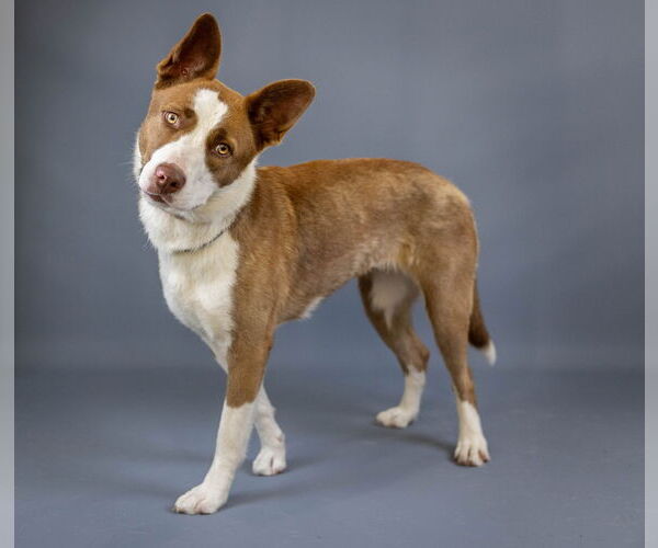 Medium Photo #10 American Pit Bull Terrier-Border Collie Mix Puppy For Sale in Princeton, MN, USA