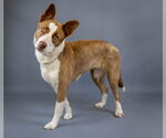 Small #9 American Pit Bull Terrier-Border Collie Mix