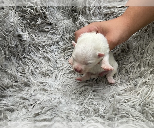 Medium Photo #6 Pomeranian Puppy For Sale in MIDDLEBORO, MA, USA