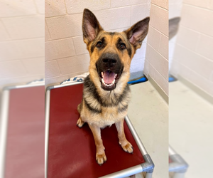 German Shepherd Dog Dogs for adoption in Mt. Airy, MD, USA