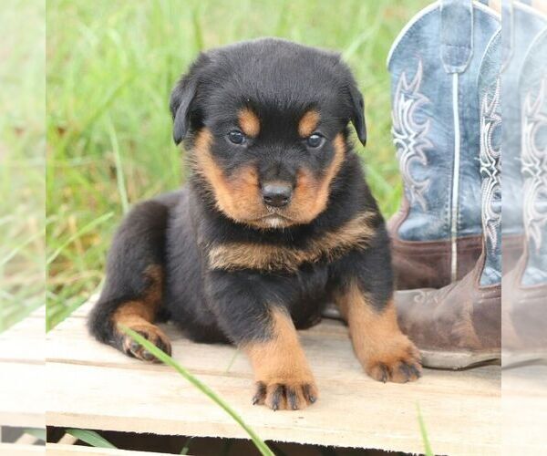 Medium Photo #3 Rottweiler Puppy For Sale in CHAMBERSBURG, PA, USA