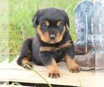 Small #2 Rottweiler