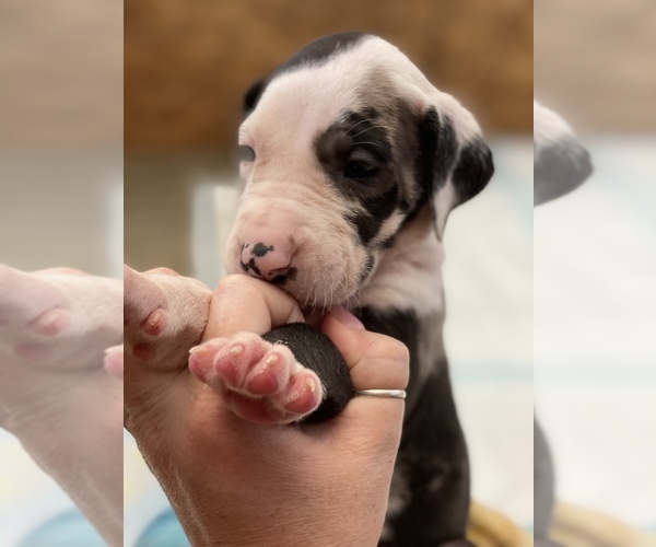 View Ad Great Dane Litter of Puppies for Sale near