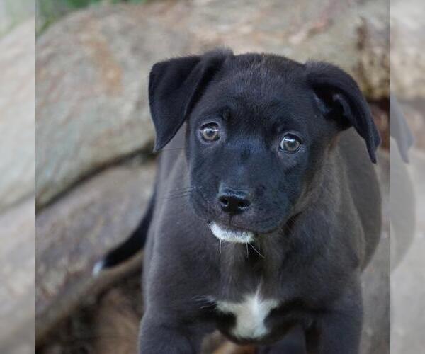 Medium Photo #3 Labrador Retriever-Unknown Mix Puppy For Sale in San Diego, CA, USA