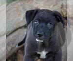 Small #2 Labrador Retriever Mix