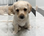 Small Photo #5 Maltipoo Puppy For Sale in ORANGE, CA, USA