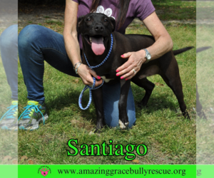 Santiago - Male Labrador Retriever-Unknown Mix Dog for Adoption - Photo #3