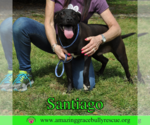 Small #2 Labrador Retriever Mix