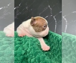 Small #2 Boston Terrier