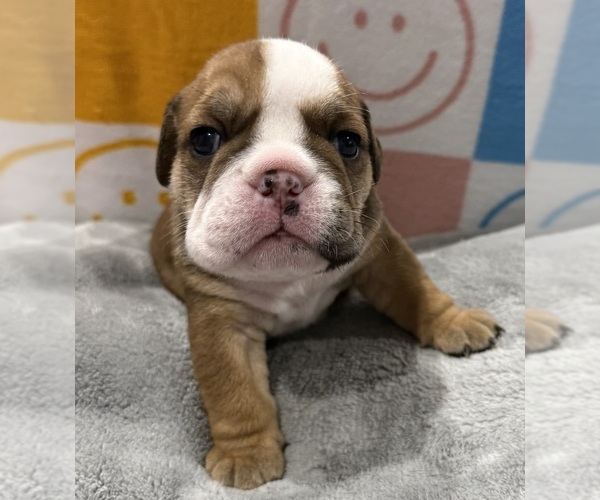Medium Photo #4 English Bulldog Puppy For Sale in EVEREST, KS, USA