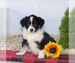 Small #2 Miniature Australian Shepherd