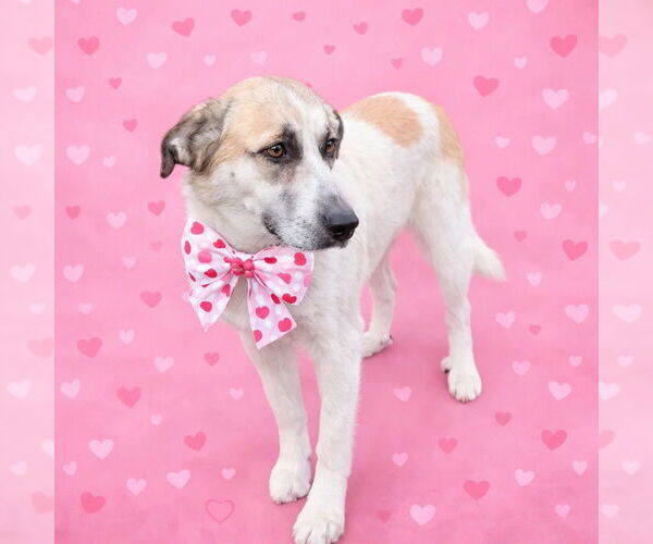 Medium Photo #2 Golden Pyrenees Puppy For Sale in Mt. Laurel, NJ, USA