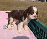 Small #5 Cocker Spaniel
