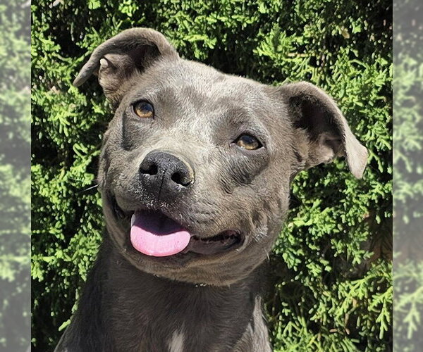 Medium Photo #1 American Pit Bull Terrier Puppy For Sale in Albuquerque, NM, USA