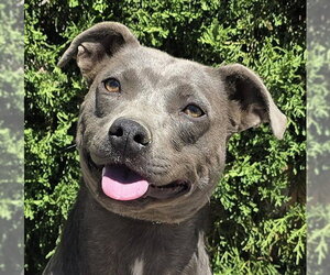 American Pit Bull Terrier Dogs for adoption in Albuquerque, NM, USA
