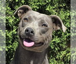 Small American Pit Bull Terrier