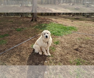 Great Pyrenees Puppy for sale in FRANKLIN, GA, USA