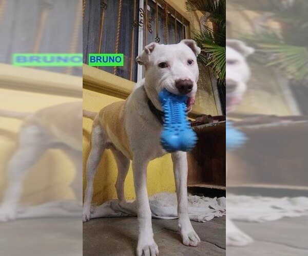 Medium Photo #1 Staffordshire Bull Terrier-Unknown Mix Puppy For Sale in Woodland Hills, CA, USA