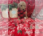 Small Photo #11 Poodle (Standard) Puppy For Sale in LUTZ, FL, USA
