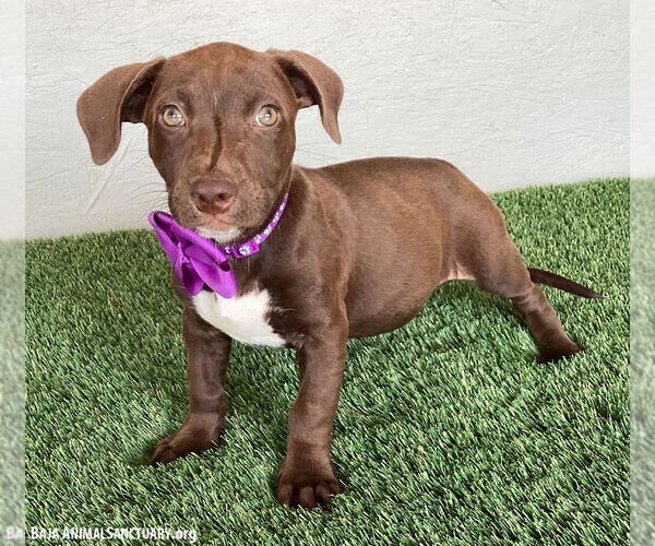 Medium Photo #2 American Pit Bull Terrier-Chocolate Labrador retriever Mix Puppy For Sale in San Diego, CA, USA