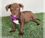 Small #1 American Pit Bull Terrier-Chocolate Labrador retriever Mix