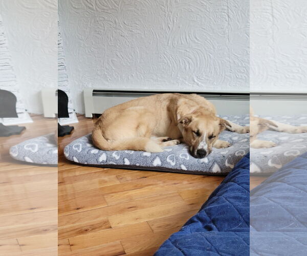 Medium Photo #8 Anatolian Shepherd-Unknown Mix Puppy For Sale in Rockaway, NJ, USA