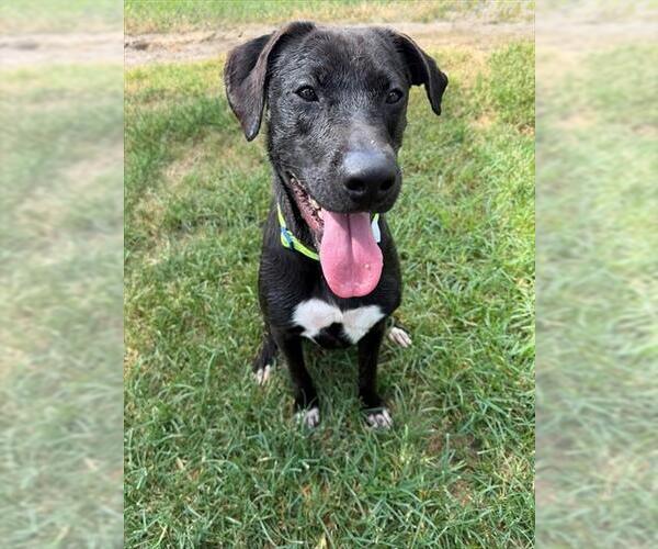 Medium Photo #2 Labrador Retriever-Unknown Mix Puppy For Sale in Conroe, TX, USA