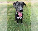 Small #1 Labrador Retriever Mix
