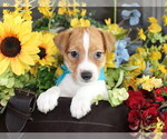 Puppy 6 Jack Russell Terrier
