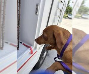 Chihuahua-Vizsla Mix Dogs for adoption in Houston, TX, USA