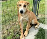 Small German Shepherd Dog Mix