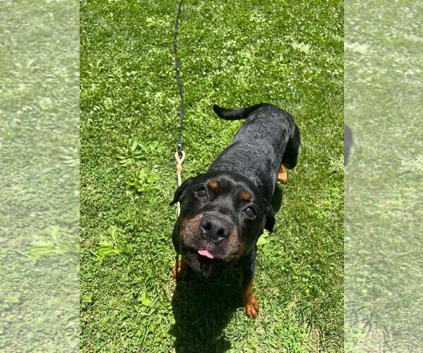 Medium Photo #1 Rottweiler-Unknown Mix Puppy For Sale in Front Royal, VA, USA