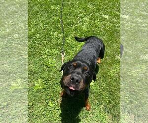Rottweiler-Unknown Mix Dogs for adoption in Front Royal, VA, USA