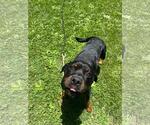Small Rottweiler Mix