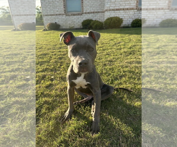Medium Photo #3 Mutt Puppy For Sale in Rockaway, NJ, USA