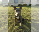 Small #2 Mutt