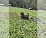 Small #4 Yorkshire Terrier
