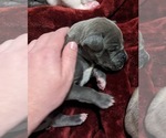 Small Photo #1 Great Dane Puppy For Sale in CLEARFIELD, UT, USA
